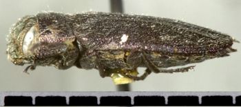 Media type: image;   Entomology 8120 Aspect: habitus lateral view